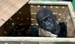 kapak_cites-kapsaminda-korunan-zeytin-rehabilitasyon-icin-nijeryaya-gonderiliyor-708836.jpg kapak_cites-kapsaminda-korunan-zeytin-rehabilitasyon-icin-nijeryaya-gonderiliyor-708836.jpg