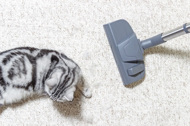 Kedi Olan Ev Nasıl Temizlenir?