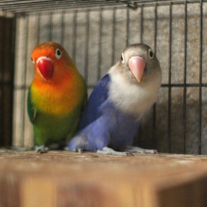 🩹 Cennet Papağanı Acil Durum Çantası (İlk Yardım Seti)