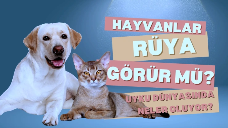 Hayvanlar Rüya Görür mü? Bilimin Gözünden Kedi ve Köpeklerin Uyku Sırları