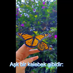 🧡Aşk🧡 Bir Kelebek🦋Gibidir: 🦋